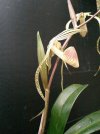 paph stonei alba x kolasand 2.JPG
