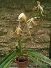 paph stonei alba x kolasand 3.JPG