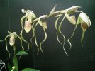 paph stonei alba x kolasand 4.JPG