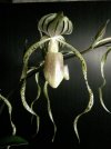 paph stonei alba x kolasand 5.JPG