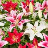 oriental-lily.jpg