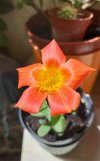 Portulaca.jpg