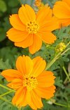 Cosmea.jpg