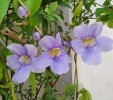 Thunbergia.jpg