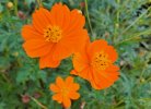 Cosmea  1.jpg