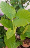 Alocasia.jpg