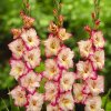 gladiolus-priscilla-1_jpg.jpg