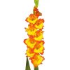gladiolus-pr-margareth-rose-min_jpg.jpg