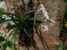 neofinetia falcata.JPG