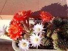 IMG_2979.jpeg