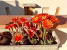 IMG_2978.jpeg