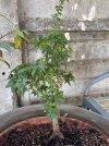 IMG_3040.jpeg