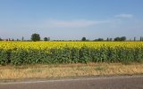 Girasoli.jpg