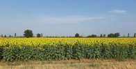 Girasoli.jpg