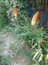 Kniphofia-2026.jpg