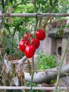 DSCF0017.JPG DSCF0017.JPG