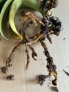 radici orchidea_risultato.jpg