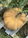 zucca_risultato.jpg