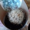 Cactus1.jpg