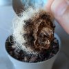 Cactus2.jpg