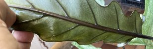 IMG_3021.jpeg