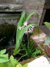tulbaghia violacea 2.JPG