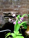 tulbaghia violacea.JPG