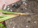 m_ORCHIDEA 20260825_160440_resized (2).jpg