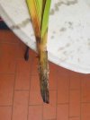 m_ORCHIDEA 20260825_160440_resized (4).jpg