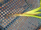 m_ORCHIDEA 20260825_160440_resized (5).jpg