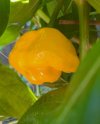 Habanero giallo.jpg