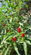 Peperoncino.jpg