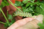 Papilio macaon 1 - Copia.JPG