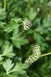 Papilio macaon 2 - Copia.JPG