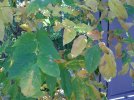 DSCF0005.JPG