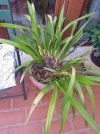 m_orchidee 20260825_194122_resized (3).jpg