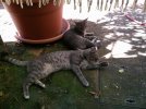 DSCF0003.JPG