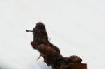 DSC_0399.jpg