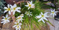Zephyranthes candida.jpg