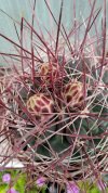 Ferocactus hamatacanthus19092026.jpg