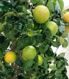IMG_limoni 2.jpg