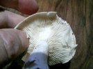 DSCF0004.JPG