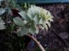 DSC00158.jpg