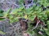 DSC00161.jpg