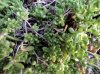 DSC00160.jpg