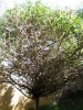 CIMG0686M..jpg