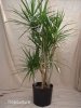 dracena%20margina&#.jpg