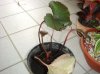 DSC04274.jpg