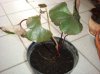DSC04276.jpg