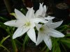 Crinum paludosum&#5.jpg